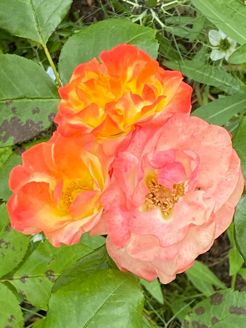 Wundersame Begegnungen